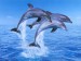 tapety delfin.jpg